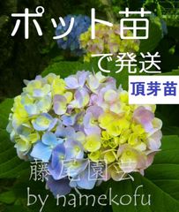 ◎紫陽花