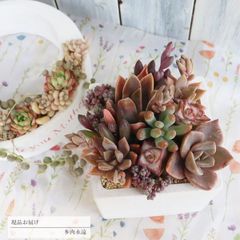 多肉植物寄せ植え そのまま飾れる 2つセット♡ - メルカリ
