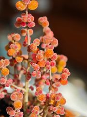 新入荷　多肉植物　ドロサンテマム　米粒　抜き苗　１株