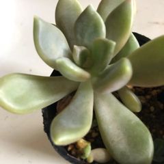 多肉植物　ハンキプン　東美人
