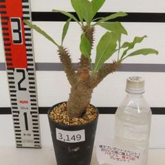 3149 「塊根植物」パキポディウム マカイエンセ 植え【発根未確認・makayense・芽吹き・購入でパキプス種子プレゼント】
