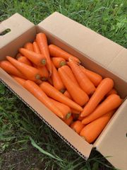 【北海道 浦幌町で育った人参 天翔】秀品 北海道 十勝産 人参 S~Lサイズ 低農薬 天翔 ニンジン にんじん 浦幌 ギフトにも最適！ 2kg（約8~13本）