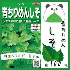 【野菜の種】万能で簡単栽培「青ちりめんしそ」の種１００粒～★１株あれば重宝★～