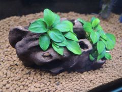 310．流木付き水草 アヌビアスナナプチ