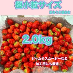 極小粒 2kg 紅ほっぺ いちご 🍓 〜農家直送〜
