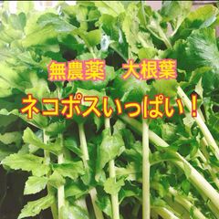 ◆無農薬◆ 大根葉　葉っぱ　大根　ネコポスいっぱい！のサムネイル