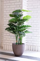 m*☆様 モンステラ 人工観葉植物 約150cm 白ポット - メルカリ