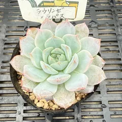 ファームパルクさん苗3点セット札付きポットごと ファームパルクさん苗3点セット札付きポットごとメルカリ便 ファーム