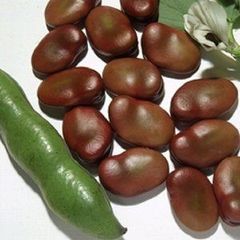 ＜野菜の種＞１０粒　赤いソラマメ　初姫そらまめ　メーカー大袋を小分け