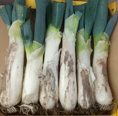 大分県産 採れたて泥付き白ネギ（6kg）3箱 大分県産 採れたて泥付き白ネギ（6kg） | 野菜/ねぎ 産直アウル