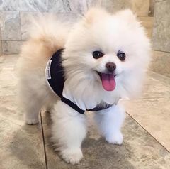 おっかっちん - メルカリShops