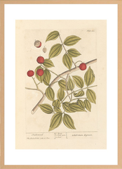 世界の名画 100年前 アートポスター ボタニカル 植物 果物 ハーブ ヴォイニッチ手稿 絵画 おしゃれ レトロ ポップ インテリア フレームなし （A3サイズ）（ポスターのみ）