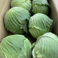 愛知産他（国産）キャベツ8玉