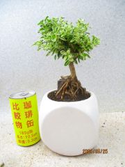 [讃岐屋緑兵衛] 斑入白鳥花 (62282白釉正方鉢)全高：24㎝※宅配便発送