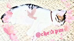 盛り塩オルゴナイト【鉱石猫】 盛り塩オルゴナイト【鉱石猫】