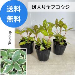 斑入りヤブコウジ 3本セット 【送料無料】9ｃｍポット苗 高さ0.1ｍ 幅0.1ｍ フイリヤブコウジ 十両 ジュウリョウ 藪柑子 常緑低木 斑入り グランドカバー 日陰 寄せ植え 鉢植え 生垣 花壇 下草