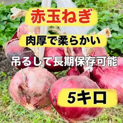 吊るして長期保存可能‼️赤玉ねぎ5キロ‼️肉厚で柔らかい