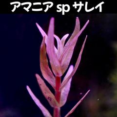 アマニア sp サレイ  1本 水中葉  送料無料