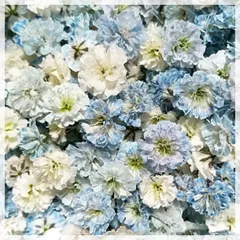 かすみ草　薄花色