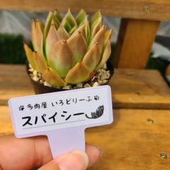 メルカリ便発送‼︎　レイオブライト　変わり斑 4株カット苗 mqdefault.jpg