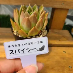 にゃんころ様専用