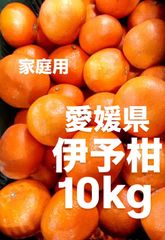 愛媛県産　家庭用　伊予柑　いよかん　柑橘　10kg