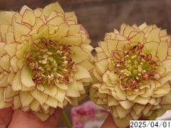 花2ガク0蕾0 開花株4号 レプリコーン 中小輪多花多弁吉田園芸命名品種 吉田交配 吉田園芸生産 超多弁 クリスマスローズd401003