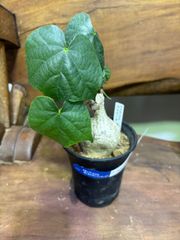 フィルミアナ・コロラータ　３号 塊根植物　希少　コーデックス　立派　かっこいい　おしゃれ　観葉植物　インテリア　グリーン　屋内