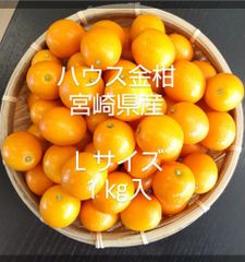 ハウス金柑　宮崎県産　きんかん　Ｌサイズ　１㎏入　宅急便コンパクト