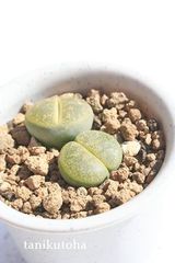 アルビニカ リトープス Mサイズ 5.5ｃｍポット Lithops lesliei 'Albinica' 多肉植物 多肉永遠