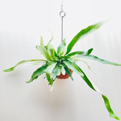 【346 V】【第4種郵便発送】ベイチー（ビーチー）（Platycerium veitchii） の苔玉