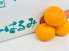 ぷりぷり！はるみ　和歌山みかん　秀品　2L,3Lサイズ  15個入り　贈答用