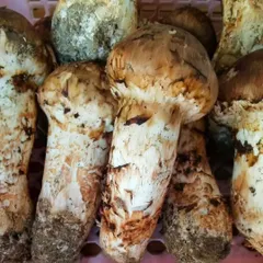 2024年最新】松茸 中国 つぼみの人気アイテム - メルカリ