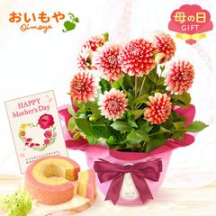 【おいもや公式】母の日限定 5号 ダリア【タンピコ】苺 バウムクーヘン スイーツ 洋菓子 お菓子 鉢植え プレゼント 生花 花 ピンク 白 おしゃれ かわいい (お届け時期:5/5～11のいずれか)
