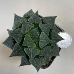 多肉植物　ハオルチア　ウイミー　抜き苗　根付き