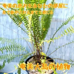 2025年最新】奄美大島産蘇鉄の人気アイテム - メルカリ 2025年最新】奄美大島産蘇鉄の人気アイテム - メルカリ