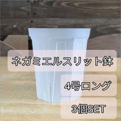 【セール】ボスウェリア　ネグレクタ　No.001　メルカリ便　鉢、送料込 ボスウェリア ネグレクタ Boswellia neglecta - メルカリ