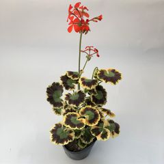 カラーリーフゼラニウム　大虹　ミセスキルター　天竺葵　　ガーデニング　花壇　葉