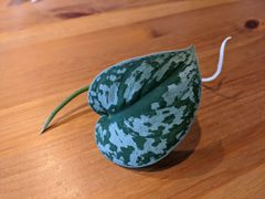 メルカリ便発送‼︎　レイオブライト　変わり斑 4株カット苗 メルカリ便発送‼︎ レイオブライト 変わり斑 4株カット苗