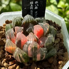 ハオルチア オブツーサ錦⭐️赤い鳥⭐️ 透明度超高　極上美苗　極上美品　発根済み。 2025年最新】赤い鳥 ハオルチアの人気アイテム - メルカリ