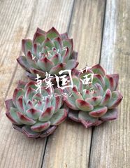 韓国苗　エアーマジック苗　レッドソラ　直輸入　‼️