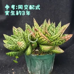 2025年最新】天使の涙 ハオルチアの人気アイテム - メルカリ