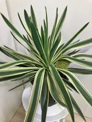 2025年最新】グロリオサ ユッカの人気アイテム - メルカリ