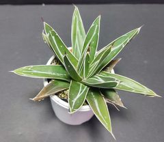 アガベ  ビクトリア レジーナ ブスタマンテ  笹の雪  Agave victoriae-reginae Bustamante  月曜or火曜日発送。