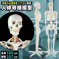 人体模型 骨格模型 骨 等身大 身長約166cm 展示スタンド付き 骨格標本 骨格モデル 全身骨格模型