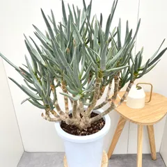 2025年最新】希少 アロエの人気アイテム - メルカリ