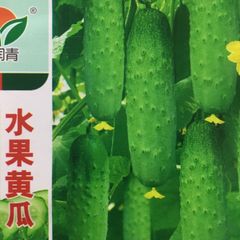 きゅうり　水果黄瓜　 種15粒 水果黄瓜