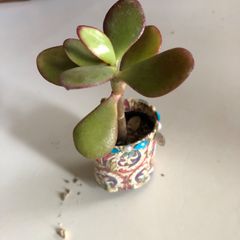 金のなる木