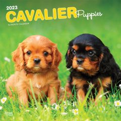 【輸入版】2023年 子犬のキャバリア カレンダー ブラウントラウト