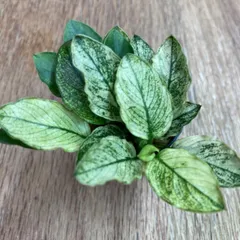 アヌビアスナナ 斑入りキング 5株 アヌビアスナナ 斑入りキング